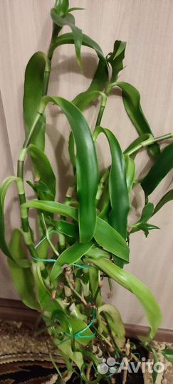 Золотой ус, Каллизия душистая