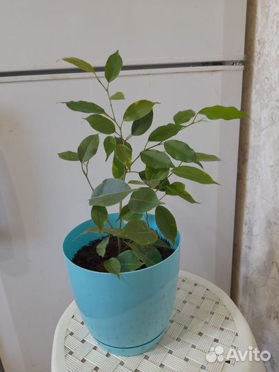 Фикусы бенджамина