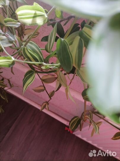 Комнатные цветы отростки