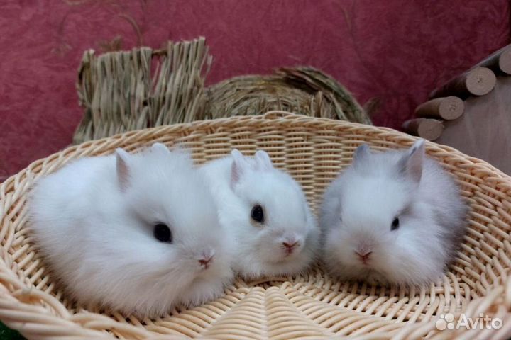 Декоративные кролики