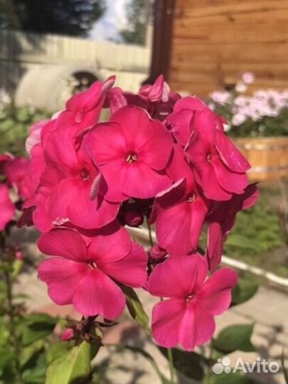 Флоксы многолетние