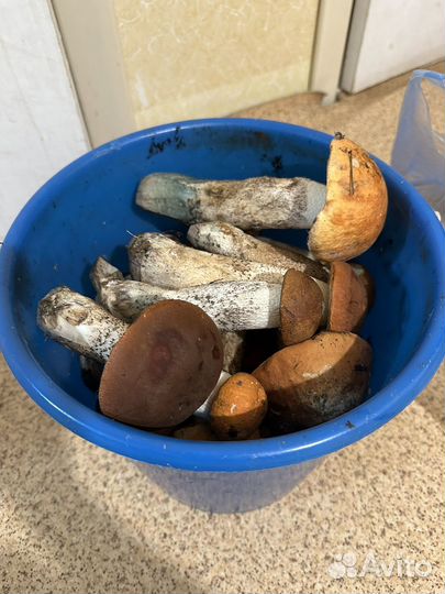 Грибы красноголовики