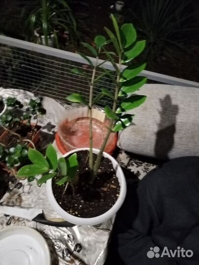 Замиокулькас