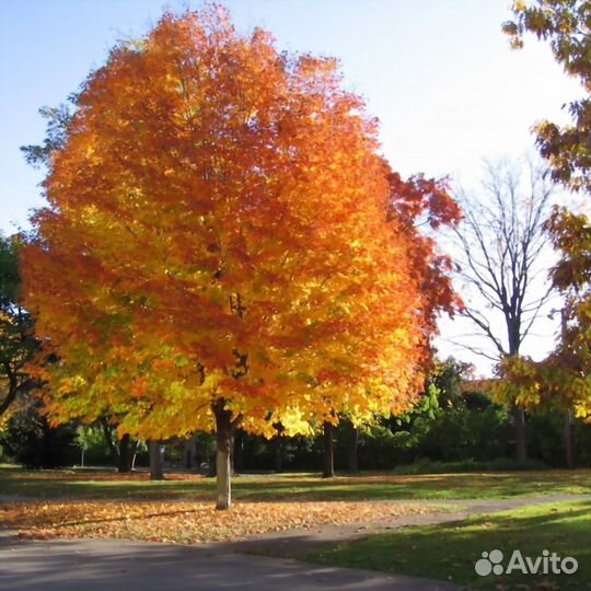 Клён сахаристый (серебристый)
