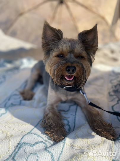 Йоркширский терьер вязка