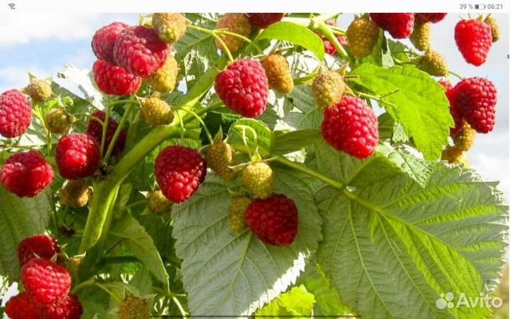 Ягодные кустарники