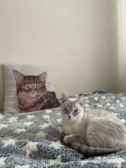 Передержка животных. Зоогостиница для кошек,собак