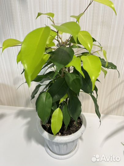 Фикус бенджамина неон