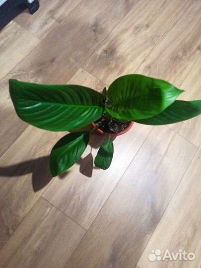 Спатифиллум