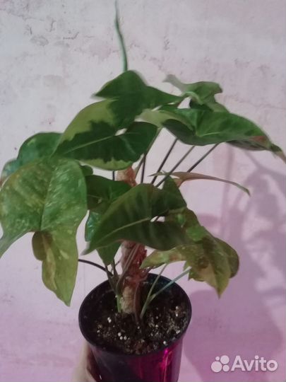 Комнатные растения разные - 3