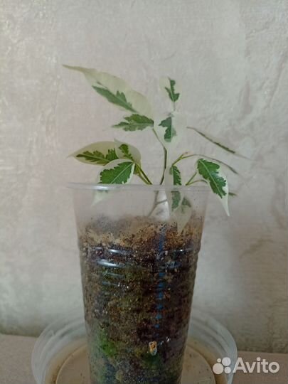 Фикус бенджамина де гантель