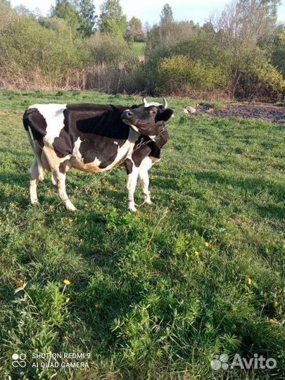 Корова молочная