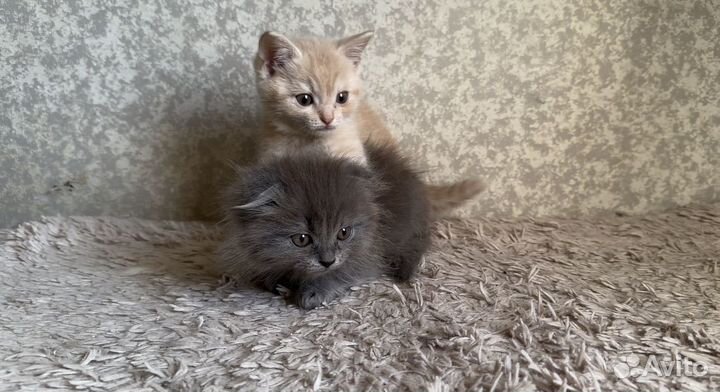 Шотландские котятки