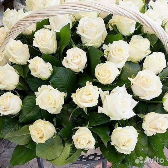 Высокие метровые розы