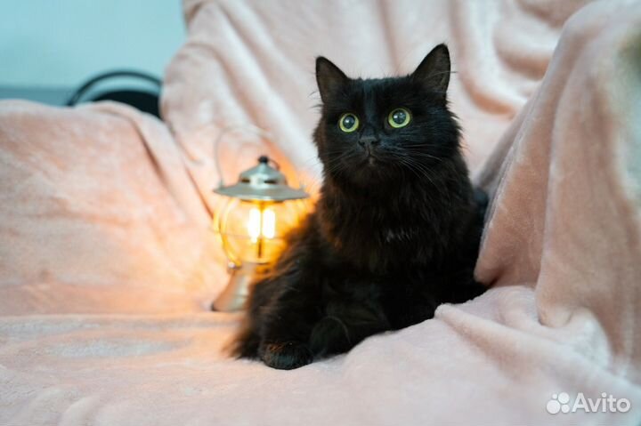 Кошки в добрые руки