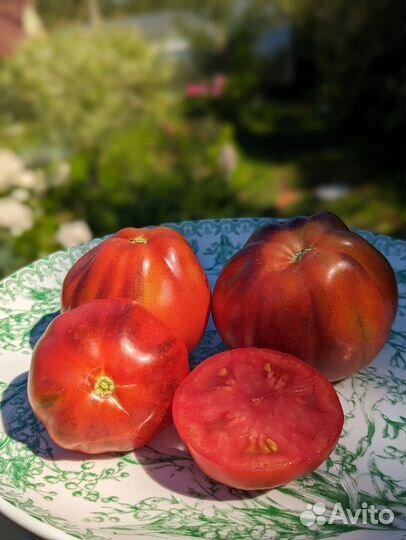 Рассада помидор