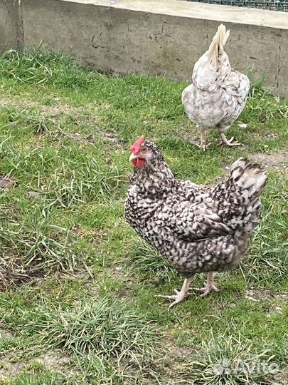 Инкубационное яйцо пушкинской породы