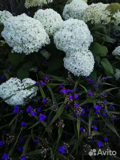 Гортензии древовидная, метельчатая, спирея желтая