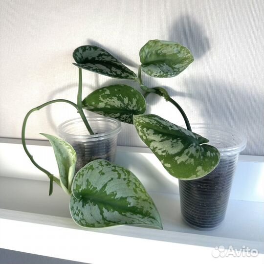 Сциндапсус пиктус треби