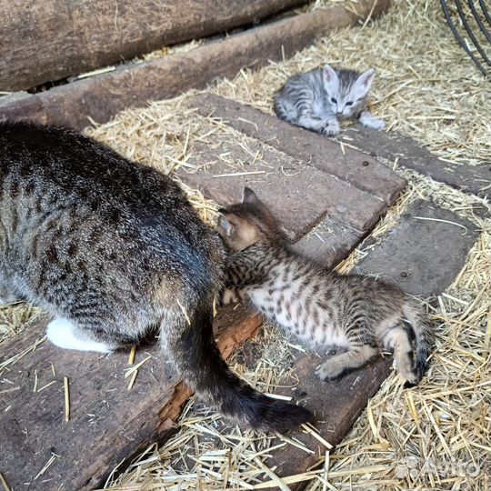 Котики бесплатно в добрые руки