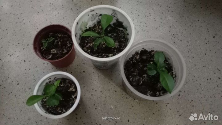 Рассада Мандаринов