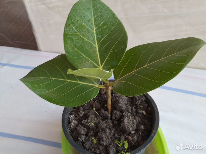 Аглонема королевская