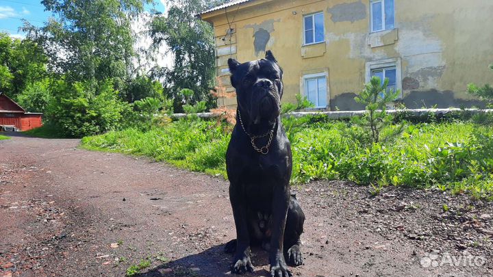 Кане корсо вязка