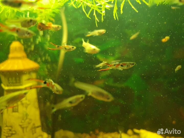 Рыбки гуппи, сомики анциструс