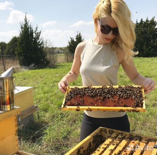 Пчелосемьи пчелы пакеты подмор и др
