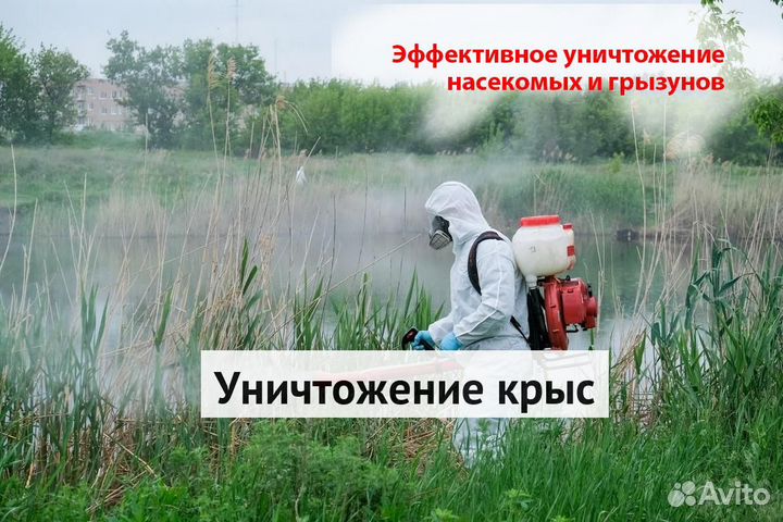 Уничтожение клопов тараканов грызунов блох плесени