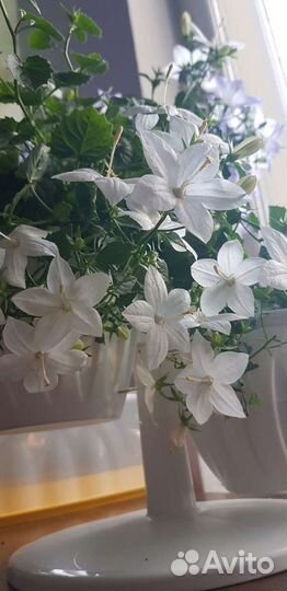 Кампанула (жених и невеста)