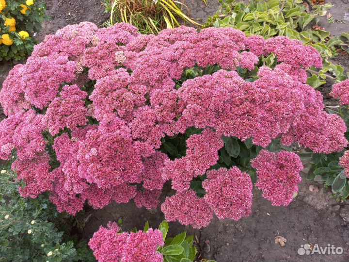 Очиток Королевский