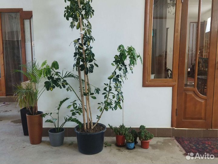 Цветы домашние в горшках