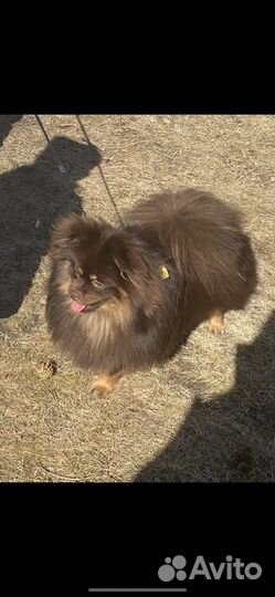 Вязка немецкий шпиц