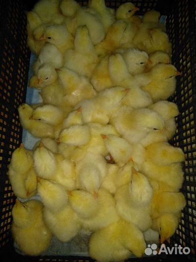 Цыплята бройлеры Кобб Испания
