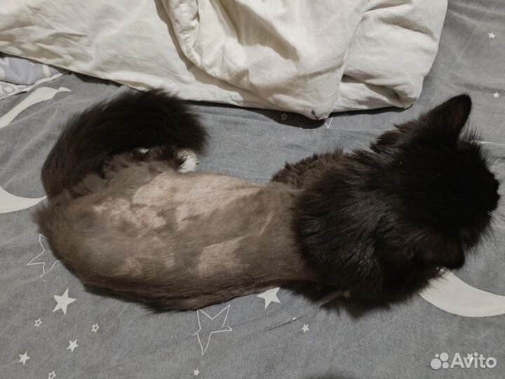 Кошечка на лечении