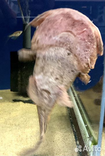 Сом-лягушкорот