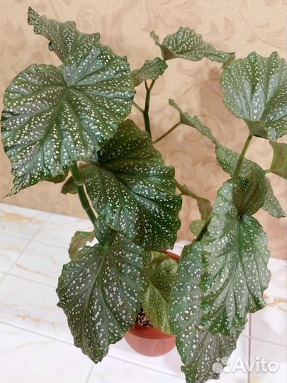 Бегония коралловая и диффенбахия