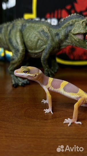 Геккон эублефар