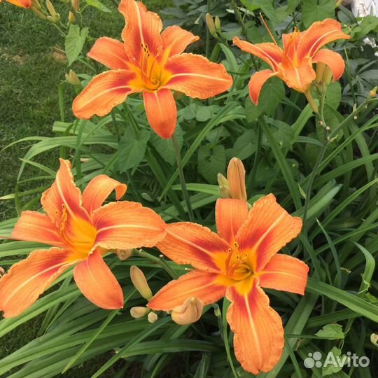 Лилельник, карликовые ирисы, астра многолетние, ла