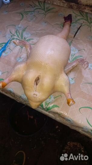 Утка домашняя мясо Черри Велли опт и розница