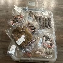 Кормовые мыши, Новосибирск