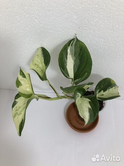 Сциндапсусы и эпипремнумы мунлайт и др