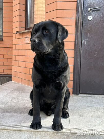 Кобель лабрадора вязка