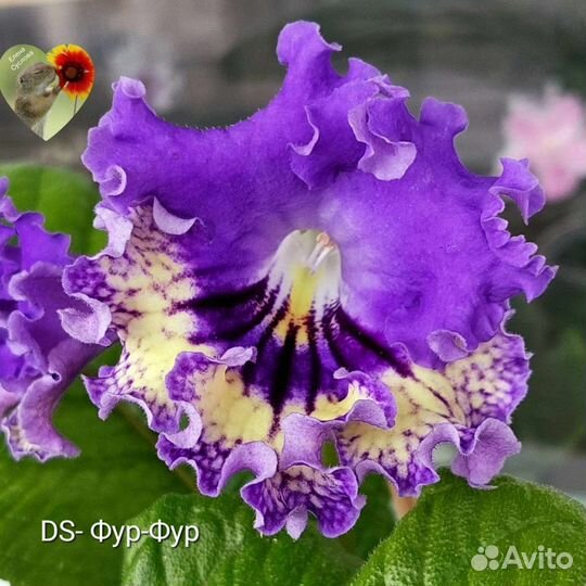 Детки сортовых стрептокарпусов