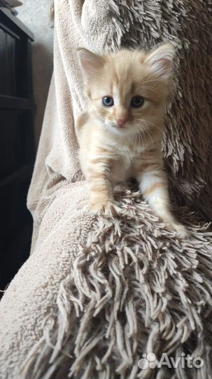 Отдам котенка в добрые руки