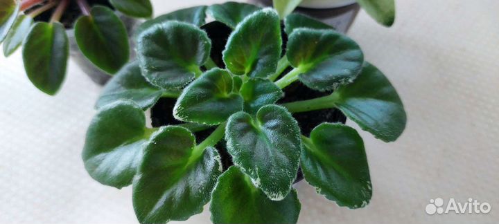 Фиалки сортовые 3шт