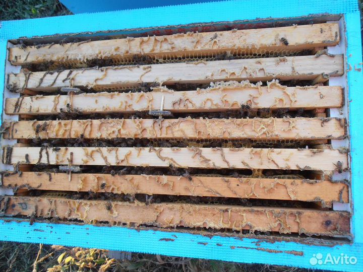 Пчелы, пчелопакеты, пчелосемьи на высадку