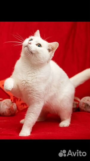 Ищет дом кошечка Ника