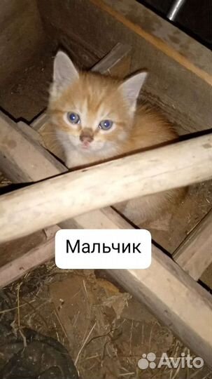 Отдам котят в хорошие руки